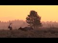 Awesome Bull Elk bugles at sunrise
