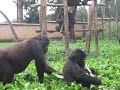 Orphan Gorillas Sing While Eating Banana Trees