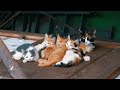 mixkit homeless cats on a wooden door 31434 small