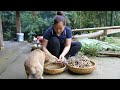 Harvesting Banana Fruit: Process Making Banana Cake To Celebrate New Year 2024