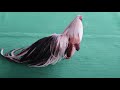 Top 10 Best Beautiful Rooster Chickens In Chicken Show - Rare Rooster Show Compilation 2020