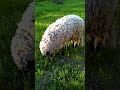 Heinrich sheep 🐑 🐏