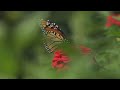 Monarch Butterflies & Caterpillars 🦋