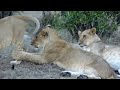 Lion Cubs Returning to Pride