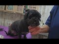 Shaving a Shihtzu-Poodle, matted ankles