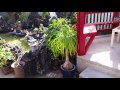Bonsai dream garden my friends back yard