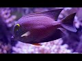 11 Hours Of Beautiful Coral Reef Fish 4K (ULTRA HD) - Relaxing Ocean Fish With Relaxing Music