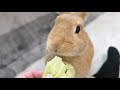 【Vlog】ウサギ好きなサラリーマンの休日#11