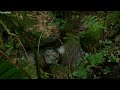 The Sound of River Flowing in the Forest | Nature Sounds for Sleeping & Relaxation