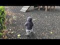 Play at the park - Walking