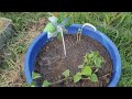 Miracle Plant Food - Bunny Gold For The Garden - How To #SurvivalSeeds2024