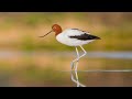 Why Processing Is Important!! - Full Presentation - Birdlife Photography Conference