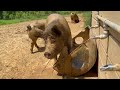 Easy DIY Pig Waterer