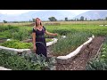 How Does the Garden Grow? Mid July Garden Tour & Tips I've Learned for Healthy, Productive Plants