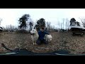 Using Great Pyrenees Livestock Guardian Dogs to Protect Chickens (360 Video VR)