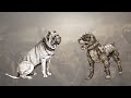 Canis Pugnax   Le Chien de Guerre du Soldat Romain   Curiosités Historiques