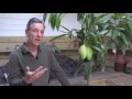 Growing Mango ‘Pickering’ in Containers - How to Grow Mangos