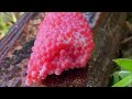 ASMR Crushed snail eggs | Apple snail Eggs ASMR 🐌08