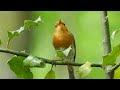 5 CHANTS D'OISEAUX FACILES A RECONNAITRE - LES ORNITHONULS #3