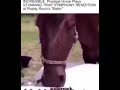 Horse plays ballin #roddyricch #balling #horse #memes #meme #funny