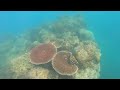 Snorkelling on the reef #snorkelling #sailing