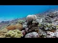 Diving the Agatti Island's Eastern Pier