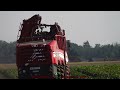 Grimme Rexor 6300 / Zuckerrübenernte - Harvesting Sugar Beets  2024  pt1