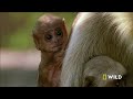 Survival of the Weirdest (Full Episode) | World's Weirdest