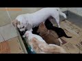 Mother Cat Bit Mother Dog While She Was Breastfeeding Her Puppies