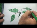 How to Draw Leaves with Pencil  | Leaves Easy Drawing Step by Stephens