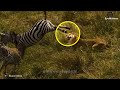 Cruel Moments When Dogs Are Fiercely Attacked By Tigers, Leopards, Lions... | Fighting Animals