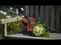 Romantic French Music -Accordion & Violin-  [ Instrumental Music of melodic and relaxed feel ]