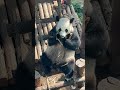 金虎吃播，好帅哇～【Panda：♂金虎Jin Hu】大连森林动物园#大熊猫 #panda