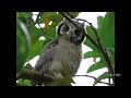 Chant du petit hibou duc scops