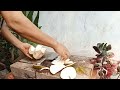 the easy to peel young coconut part 17#cuttingskills #coconutcuttingskills #youngcoconut#coconuttree