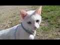 Merlin's Adventure Outside (Who Says You Can't Leash Train a Cat?)!