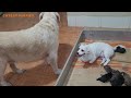 Angry Mother Dog Doesn't Let Golden Retriever Approach Newborn Puppies