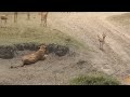 Horrible Scene! Big Male Lion Lost A Leg When Fighting With Crocodile For Prey - Lion Vs Crocodile