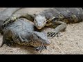 Strange lizards & Reptiles  Do you Know them all? | Reptile Video