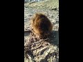 Muskrat with swollen foot let's me pet it.