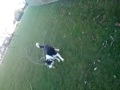 Harvey playing fetch with a tree :)