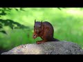 A young squirrel is having breakfast.