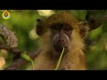 Wild Life: Survivors of the Savannah | Hostile Planet | Nature and Animal Documentaries