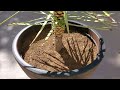 Growing Joshua Trees from Seeds, Years 7.4-7.9