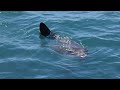 Mola mola eating velella velellas