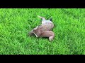 Stoat kills rabbit (graphic)