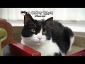 Bed Wars : Cat Mode (ENG SUB)