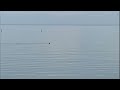 Dolphin Sighting in Mobile Bay, Alabama
