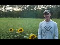 Sunflower Food Plot Update!