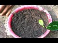 grow jackfruit by cutting onion branches and roots